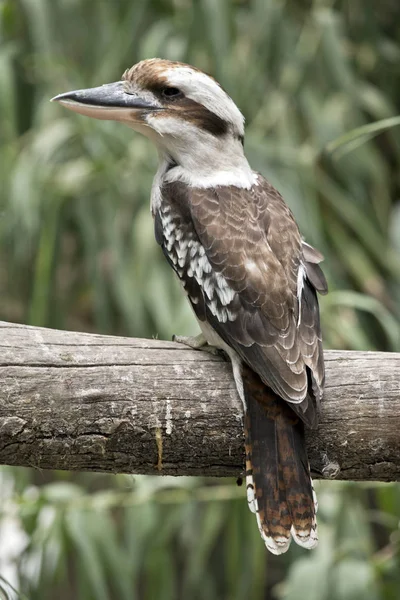 Tertawa kookaburra bertengger — Stok Foto