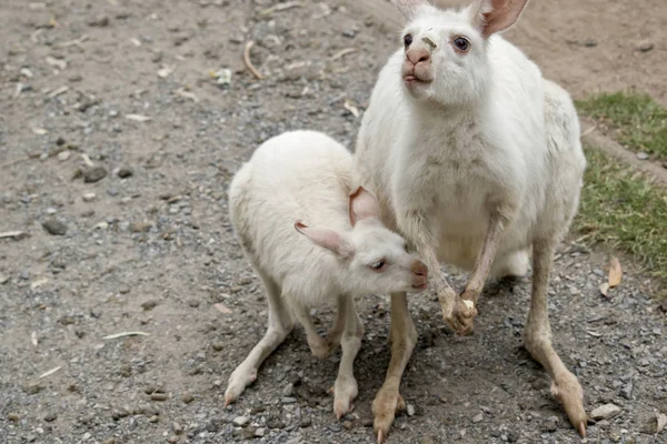 Albino wallaby and her joey — Stock Photo, Image