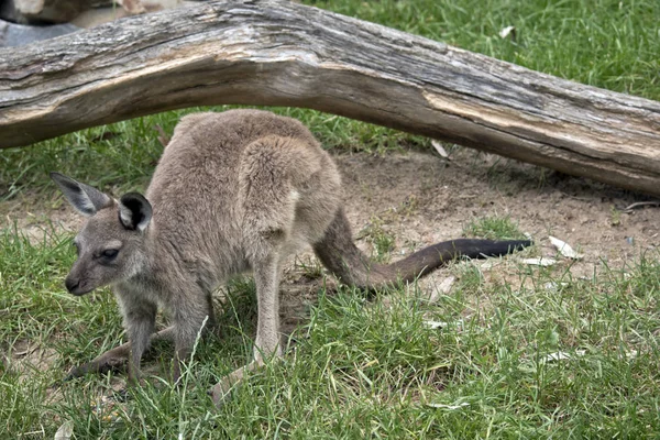 Kangaroo-eiland joey kangoeroe — Stockfoto