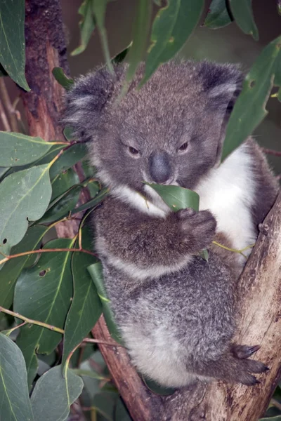 Fofo koala joey — Fotografia de Stock