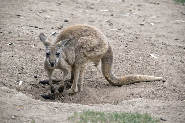 Joey red kangaroo — Stock Photo, Image