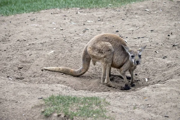 Kırmızı kanguru joey — Stok fotoğraf