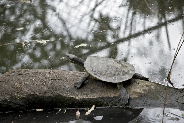 Schildpad op logboek — Stockfoto