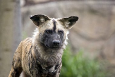 Afrika vahşi köpeği