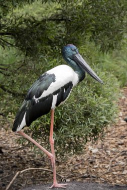 siyah boyunlu leylek