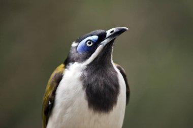 Mavi yüzlü honeyeater