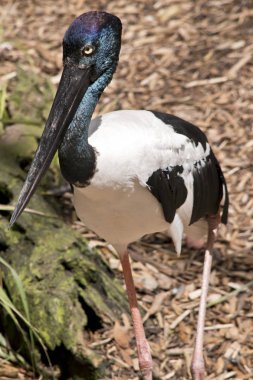 siyah boyunlu leylek