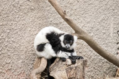 siyah ve beyaz yakutlu lemur