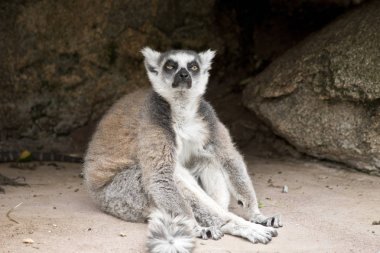 Lemur yakın çekim