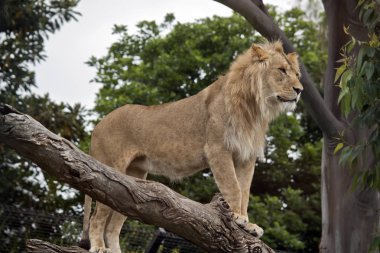 Aslan duran arıyorsunuz