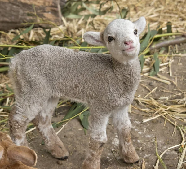 Fiatal baba bárány — Stock Fotó