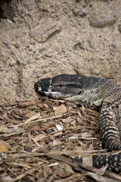 Heath monitor jaszczurka — Zdjęcie stockowe