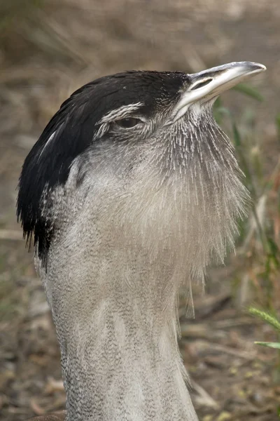 Australische Trappe aus nächster Nähe — Stockfoto