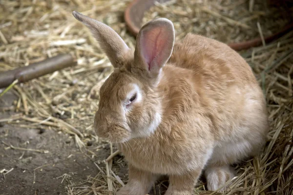 Conejo de Pascua conejo — Foto de Stock