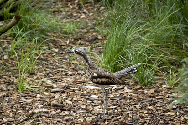 Curlew kamień krzew — Zdjęcie stockowe