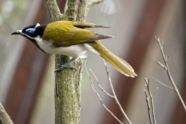 Niebieski obliczu honeyeater — Zdjęcie stockowe