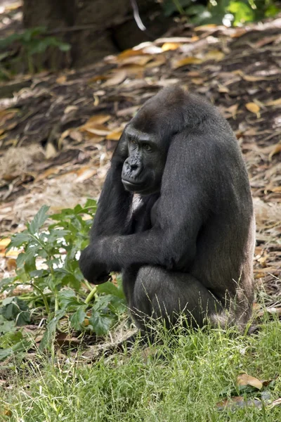 Gorilla sitzt in Ruhe — Stockfoto