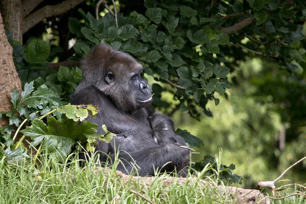 Gorila sentado descansando — Fotografia de Stock