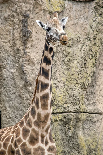 Girafa de perto — Fotografia de Stock