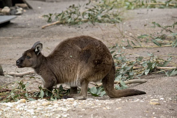 Kanguru Adası kanguru yan görünüm — Stok fotoğraf