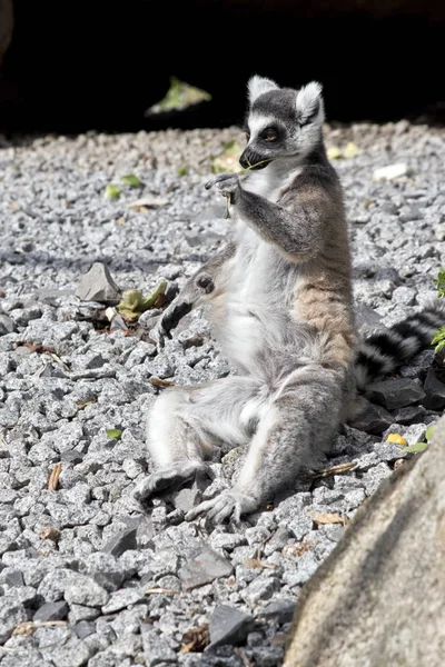 여우 원숭이 앉아 쉬고 — 스톡 사진