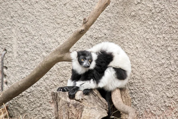 Zwart-wit ruffed maki — Stockfoto