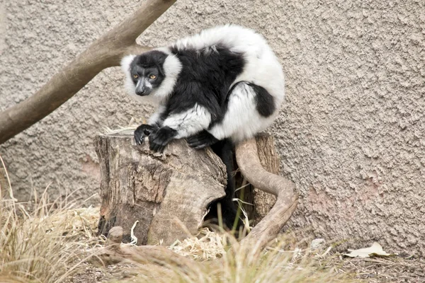 Svart och vit rufsig lemur — Stockfoto