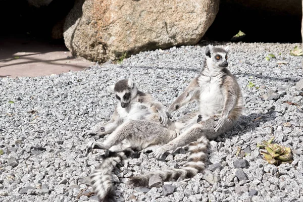 Dos lémures sentados — Foto de Stock