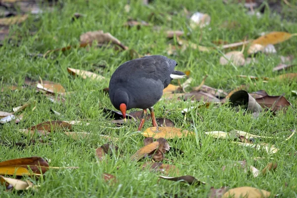 Dusky moorhen bird — Stock Photo, Image