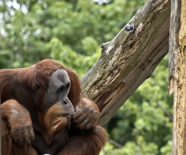 Orangotango de perto — Fotografia de Stock