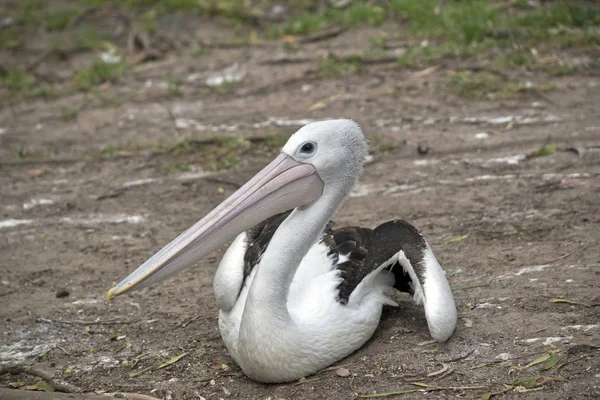 Pelican покоится в грязи — стоковое фото