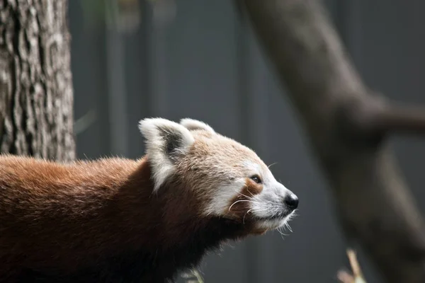 red pandas close up