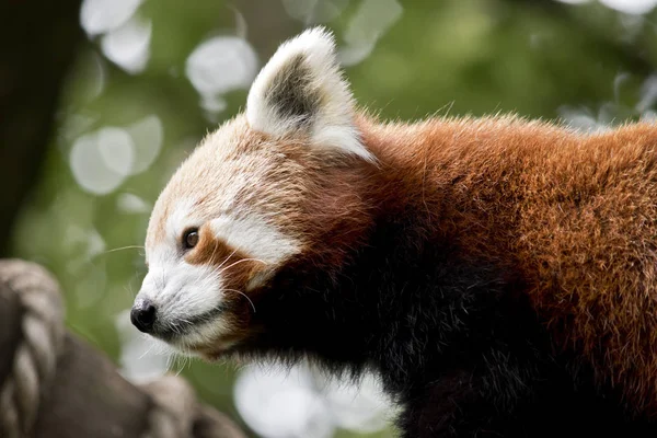 Röda pandor närbild — Stockfoto