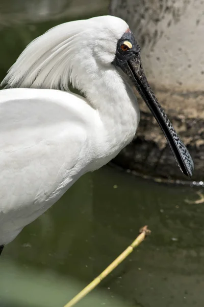 Royal skedstork sideview — Stockfoto