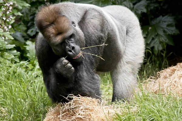 Gorila dorso plateado comiendo — Foto de Stock