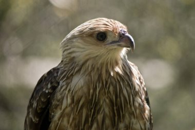 ıslık uçurtma yakın