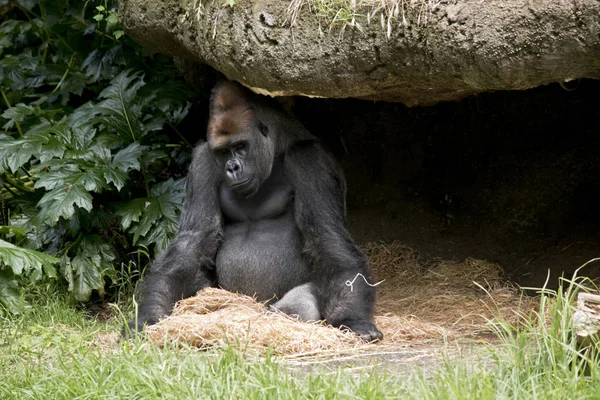 Silverback gorila sentado — Fotografia de Stock