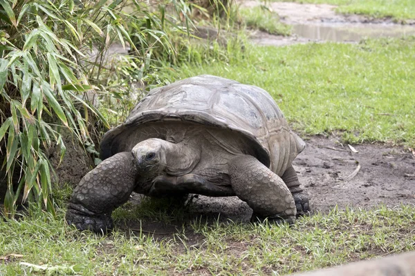 Tortuga caminando alrededor — Foto de Stock