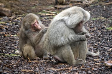 Birbirlerini tımar Babunlar