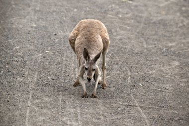 Genç kırmızı kanguru