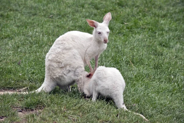 Albino-Känguru säugt ihren Joey — Stockfoto