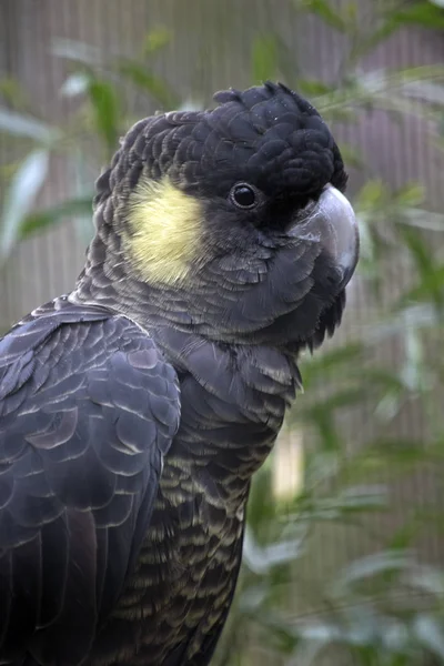 Žluté ocasé černé kakadu — Stock fotografie
