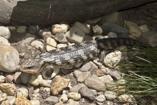 Blue tongue lizard — Stock Photo, Image