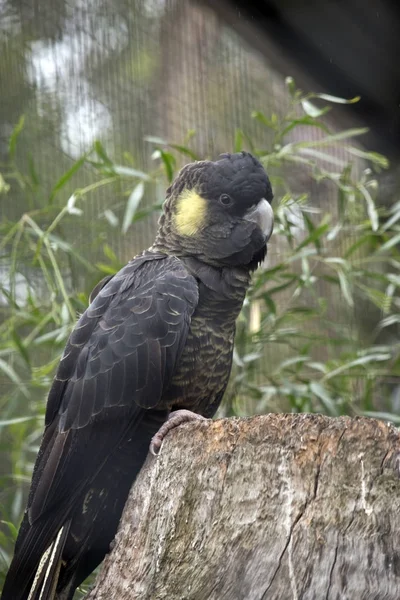 Yellow tailed black cockatoo — Stock Photo, Image