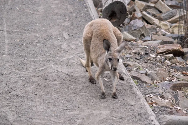 Genç kırmızı kanguru