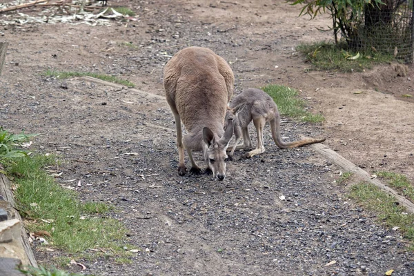 Young red kangaroos — Stock Photo, Image