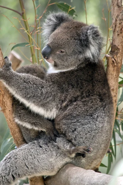 Koala i joey — Zdjęcie stockowe