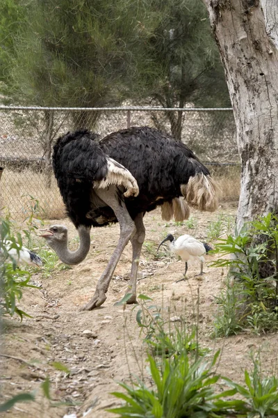 An ostrich walking — Stock Photo, Image