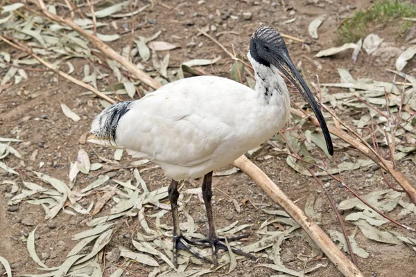 Un ibis blanc — Photo