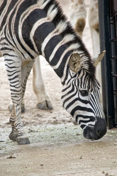Zebra närbild — Stockfoto